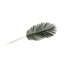 Artificial Leaves