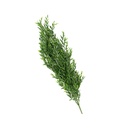 Artificial plants