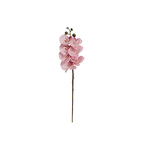ورد