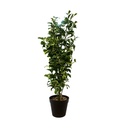 Potted Boxwood leaf